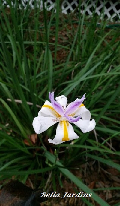 African iris bloom – Bella Jardins Boutique