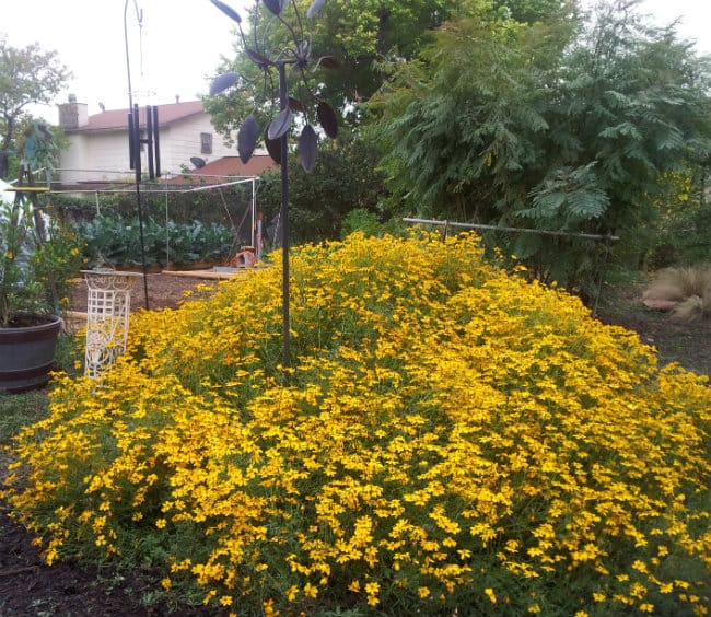 Copper Canyon Daisy Mature Bella Jardins Boutique