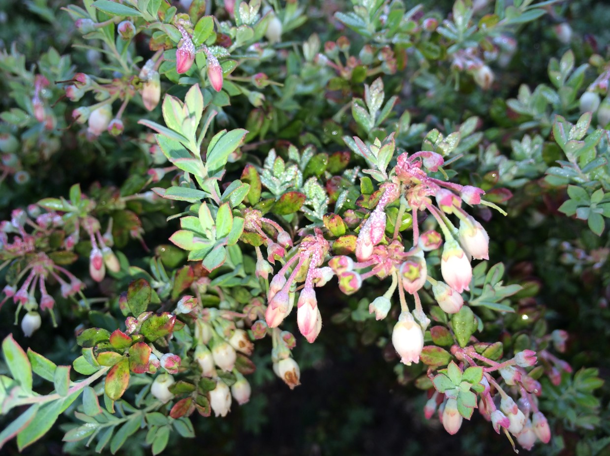 Darrow Blueberry flowers