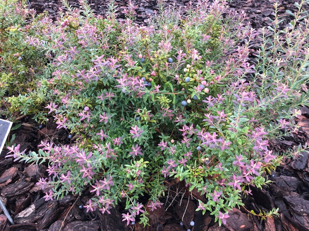 Darrow's Native Blueberry Bush – Bella Jardins Boutique