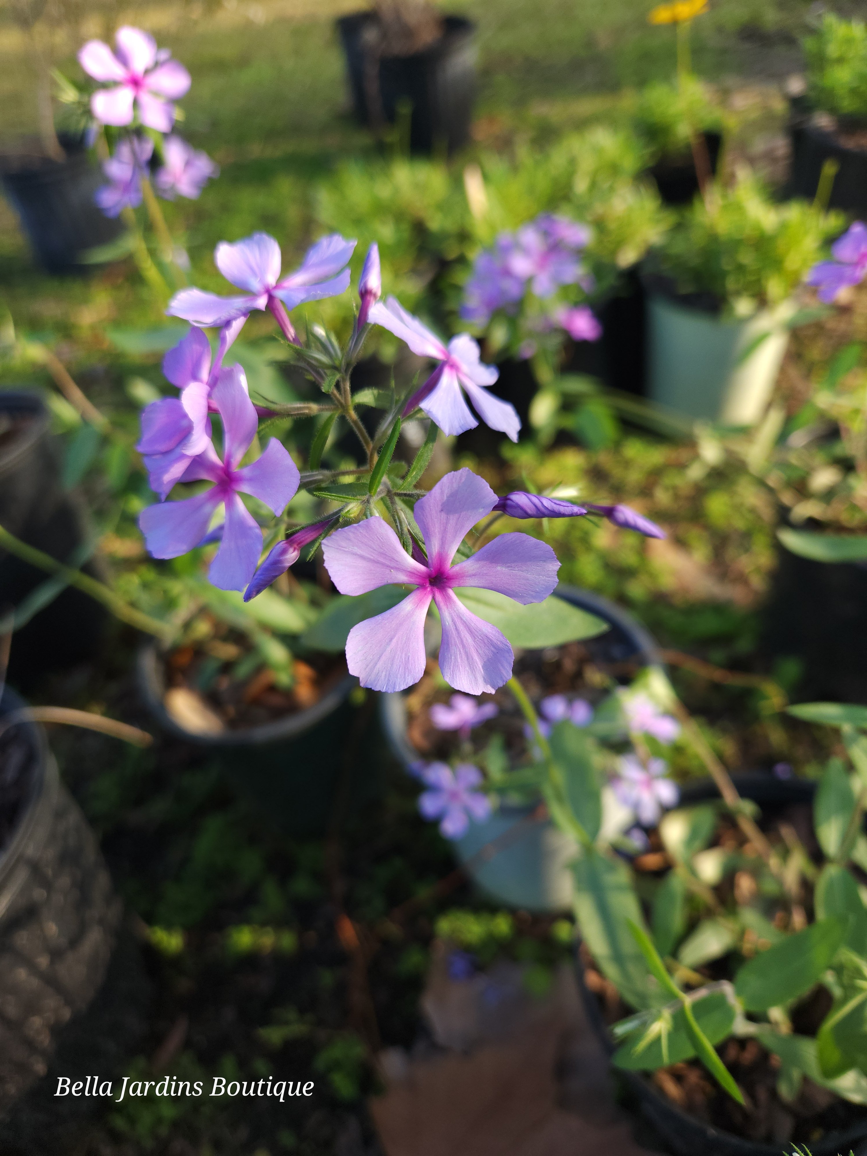 Woodland Phlox – Bella Jardins Boutique