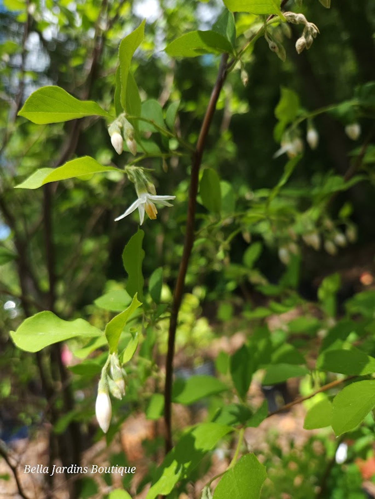 Styrax americanus blooms