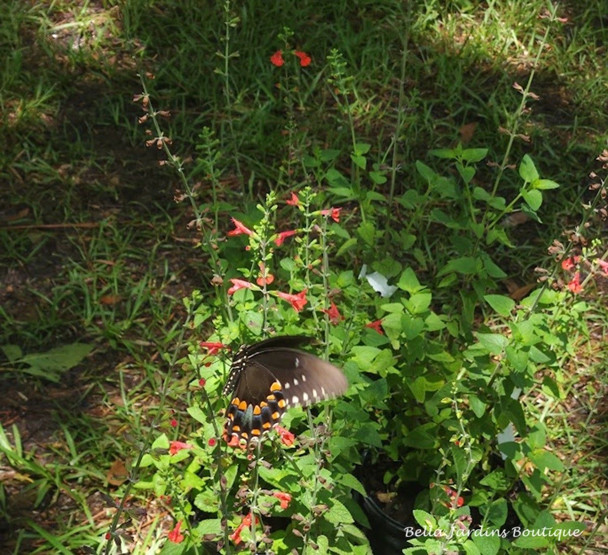 Tropical Red Sage and Butterfly