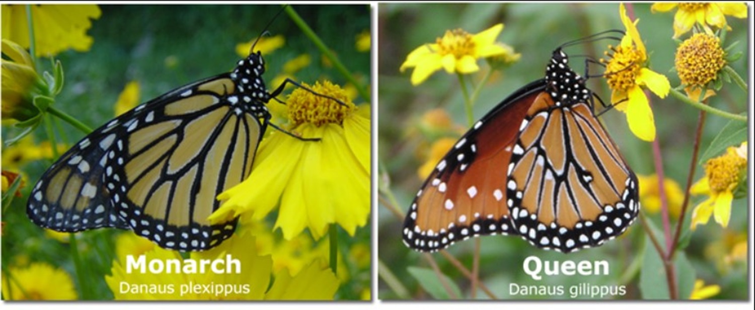 Monarch and Queen butterflies (pic courtesy of Journey North)