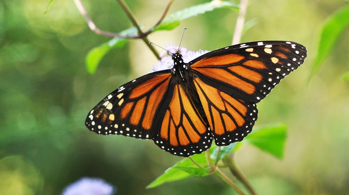 Monarch butterfly (pic courtesy of UNC Chapel Hill)