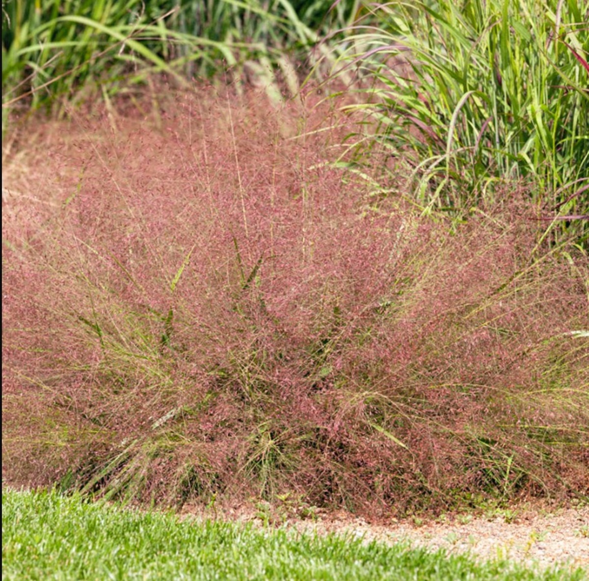Eragrostis spectabilis, Purple Lovegrass