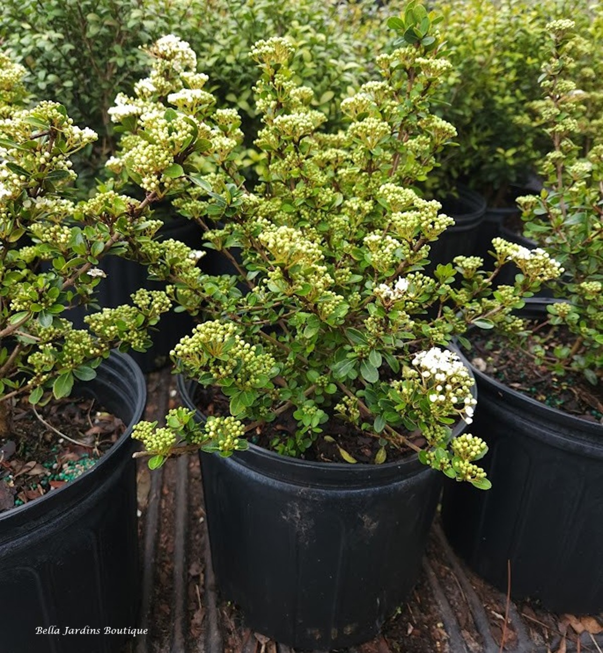 Viburnum obovatum 'Densa' in bloom