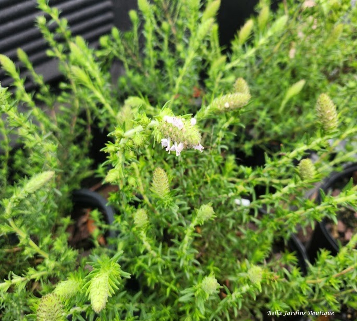 Piloblephis rigida, Wild Pennyroyal