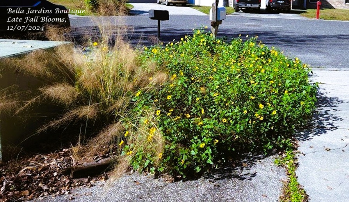 Dune Sunflower fall blooms 12/07/2024