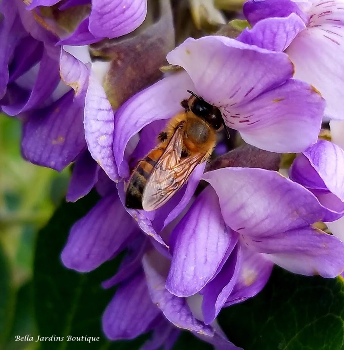 Bee on native wisteria