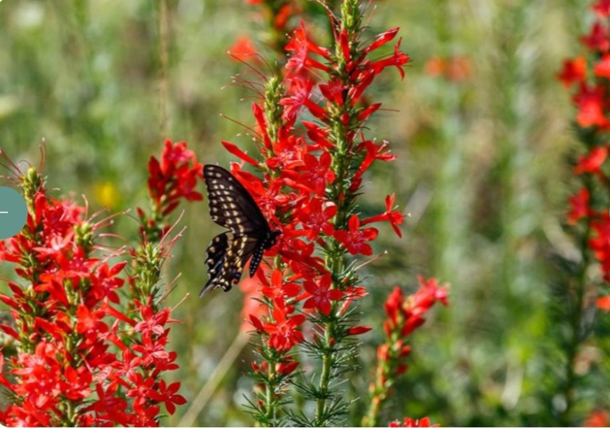 Standing Cypress blooms