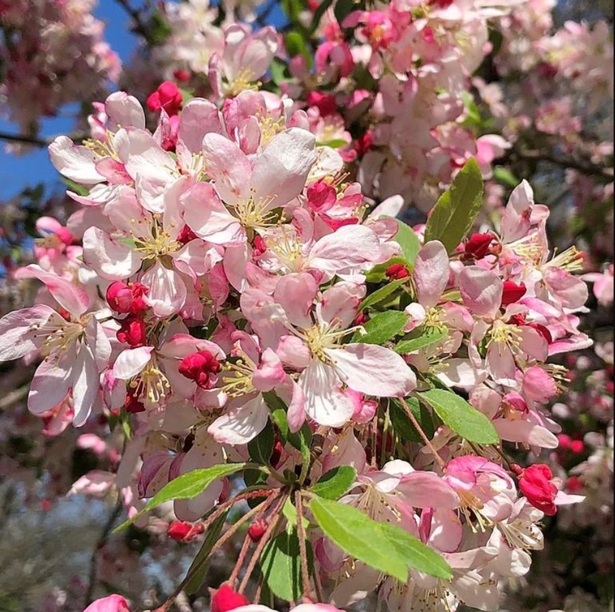 Southern Crabapple blooms (pic courtesy of the internet)