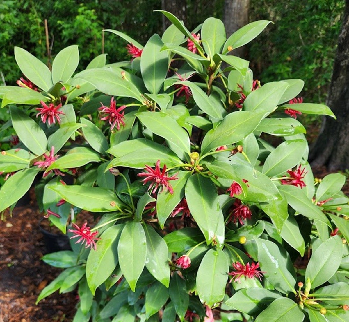 Red Anise full bloom 7-gallon 2
