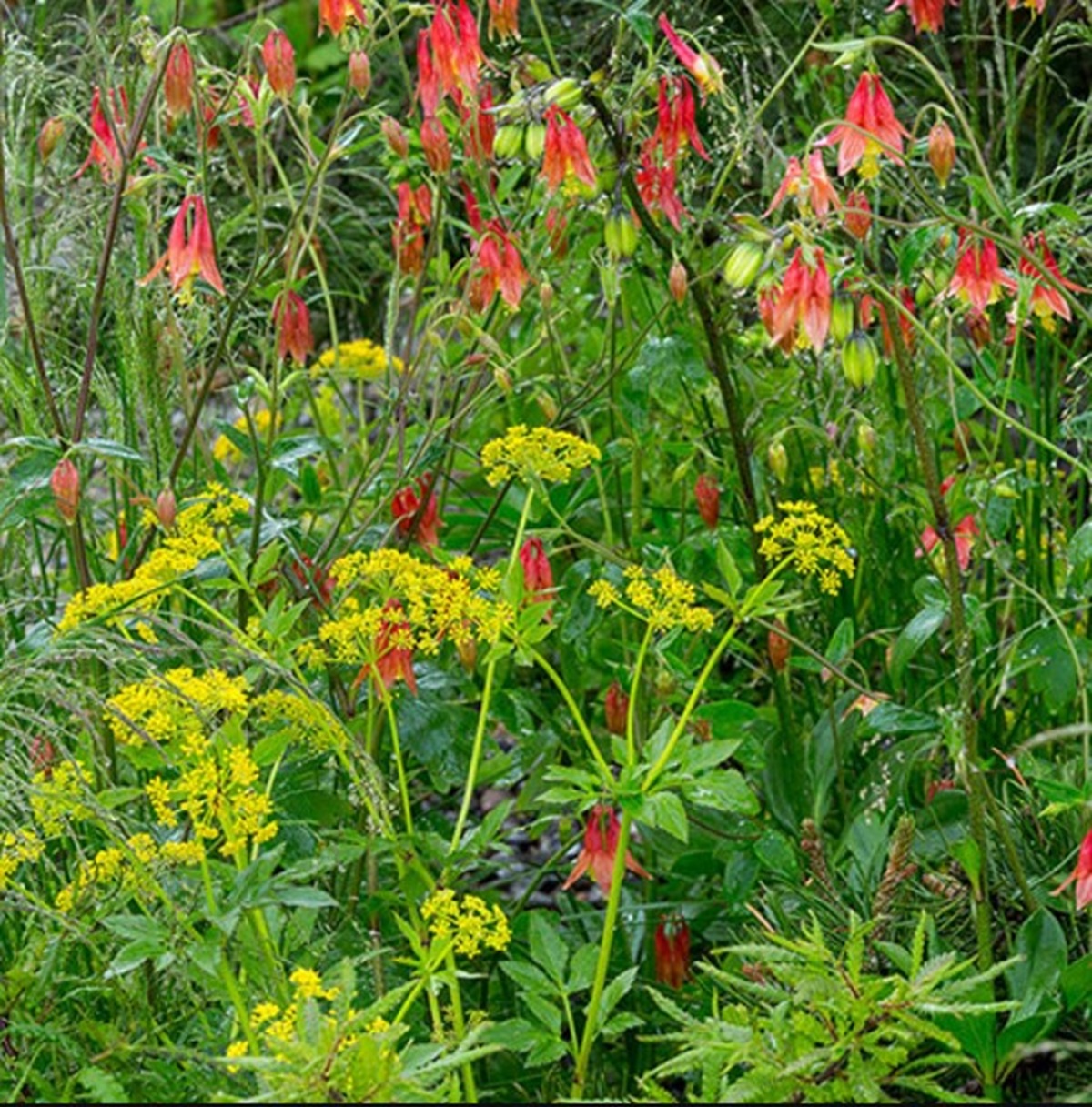 Golden Alexanders and Eastern Red Columbine
