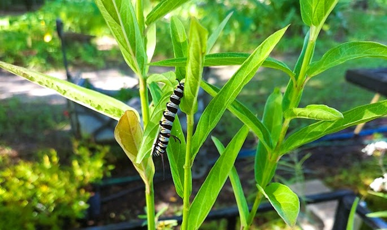 caterpillar on pink swamp milkweed